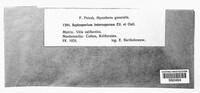Septosporium heterosporum image
